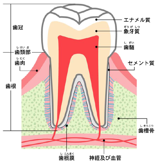知っていますか？歯の構造