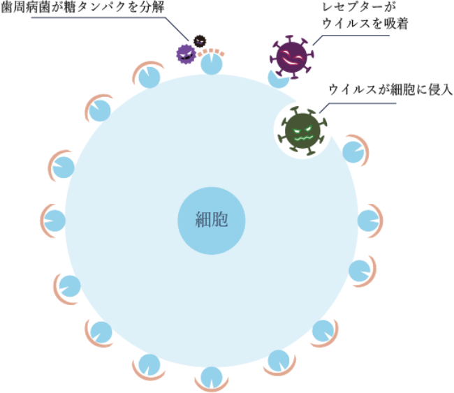 ウイルス感染の仕組み