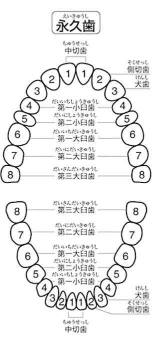 第56回　8020運動ってなに？